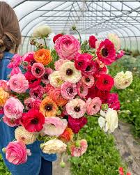 Image result for Ranunculus raeae
