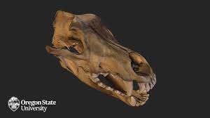 They snip vegetation or nip off small pieces of foods such as bark, nuts, fruit, or meat. Wolf Skull Fw2415 Download Free 3d Model By Osuecampus Osuecampus 1566e56