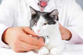 Veteriner Masraflari Kedi Icin Ortalama Veteriner Ucretleri Suzionline