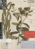 Image result for Vernonia guineensis