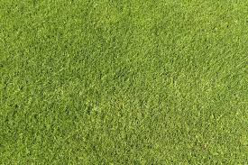 Green Grass Texture 01 Grass Texture Seamless Grass Textures Grass Backdrops