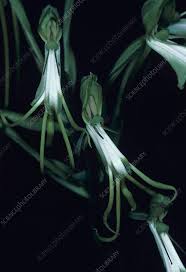 Image result for Bonatea steudneri