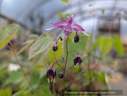 Image result for Vepris grandifolia