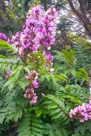 Image result for Millettia dura