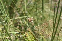 Image result for Lipocarpha chinensis