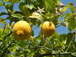 If you live in an area with alkaline water, spread used coffee grounds around the tree. Lemon Trees Buying Growing Guide Trees Com