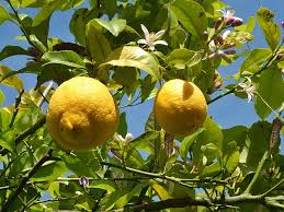 If they bloom while it's too cold for them to be outside, simply keep your tree indoors. Lemon Trees Buying Growing Guide Trees Com