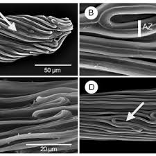 Image result for Summerhayesia zambesiaca