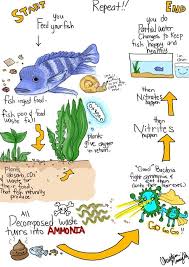 the aquarium nitrogen cycle for everyone my aquarium club