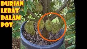 Pemupukan pertama dilakukan saat tanaman berumur 3 bulan, pupuk. Durian Musangking Montong Bawor What Causes Failure To Grow Durian In Pots Youtube