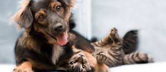 Evde Kedi Kopek Beslemek Yasal Haklarimiz Suzionline