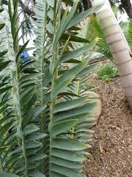 Image result for Encephalartos turneri