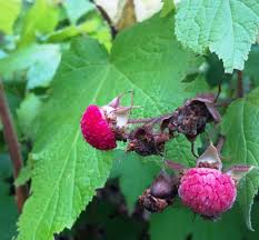 I came across this plant growing wild while camping out in vermont many years ago. Rubus Eatpedalpaddle