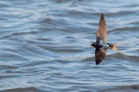 Date d'arriv?e des hirondelles en france. Les Premieres Hirondelles De La Saison Volent Dans Le Ciel De Normandie La Presse De La Manche