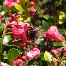 Gardens can be a haven for bees and butterflies by planting shrubs and flowers known to be attractive to bees, butterflies and pollinators. 20 Flowering Shrubs For Bees Butterflies And Other Pollinators
