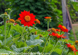 The sunflower (helianthus annuus) is a living annual plant in the family asteraceae, with a large flower head (capitulum). Bunga Matahari Merah Bunga Matahari Meksiko 120 Biji Tithonia Rotundifolia Garden Seeds Market Bebas Biaya Kirim