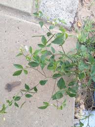 Image result for Cleome aculeata