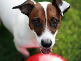 If the hold results in an adoption, the $25.00 hold fee ($50 for puppies and kittens) is applied to the. Animal Shelters Rescues For Pet Adoption Petfinder