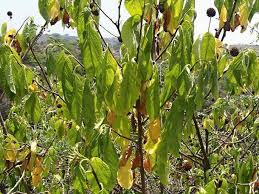 Image result for Blepharispermum