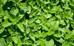 Don't harvest from new branches if you are harvesting in large quantities to store up. How To Pick Rosemary Without Killing The Plant