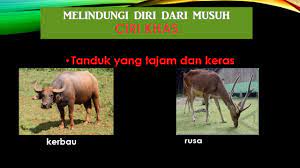 Namakan haiwan yang mengeluarkan bau busuk untuk melindungi diri daripada musuh? Sains Proses Hidup Haiwan Tahun 5 01 Youtube