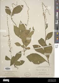 Image result for Petiveria alliacea