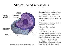 Is there a nucleus in eukaryotic cells. Structure And Organization Of Eukaryotic Cell Ppt Video Online Download