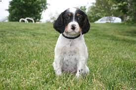English setter, michigan » perry township. English Setter Puppies For Sale Greenfield Puppies