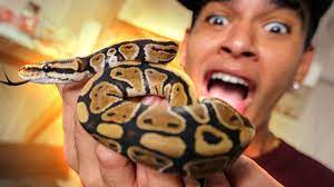 Hoe lang en hoeveel weegt celso portiolli? Minha Nova Cobra De Estimacao Youtube