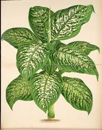Dieffenbachia Seguine Comigo Ninguem Pode Ilustracao De Plantas Ilustracao Botanica Desenho Botanico