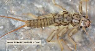 Image result for Perlidae