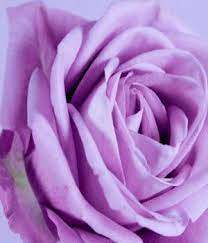 Purple Flower Names Purple Flower Names Purple Roses Purple Flowers