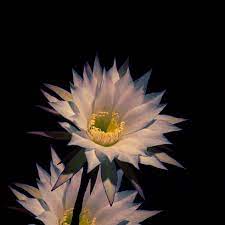 These relaxing rain for sleep sounds will help you get a full nights rest and leave you feeling refreshed and rejuvenated. 12 Beautiful Flower Gif Animations Images Rose Gifs