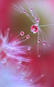 A blooming potted plant is in the background. Pin By Sigrid Gleissner On Kaplya Water Drop Photography Flowers Photography Macro Flower