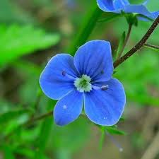 Flowers that start with vowels. Flowers That Begin With V A To Z Flowers