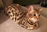 - California Bengal Rescue - ADOPTIONS - Rescue Me!