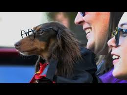 Watch: Check out wiener dog race, costumes, more from Columbus' Glizzy Fest 