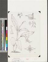 Image result for Pachycarpus lineolatus