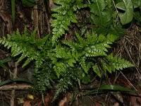 Image result for Asplenium adiantum-nigrum