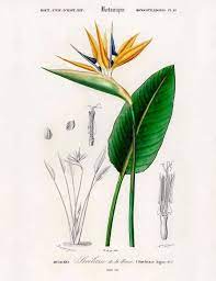 Strelitzia Art Print Bird Of Paradise Flower Tropical Flower Etsy Birds Of Paradise Flower Antique Botanical Print Birds Of Paradise Plant