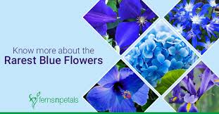 Check spelling or type a new query. Know More About The Rarest Blue Flowers Ferns N Petals