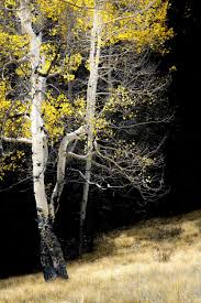 Birch Trees In Colorado Aspen Trees Fall Tree Decor Colorado Art Rustic Wall Art Etsy Aspen Art Colorado Art Aspen Trees
