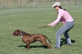 The harness fits around a dog's chest, avoiding unnecessary pressure on the neck, so leash pulls are no longer potentially dangerous. How Do I Stop My Dog From Pulling On The Leash L A School For Dogs