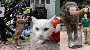 Interview with Omar Shire: Director for Puntland Diaspora