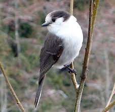 If you're trying to pair an additional phone or audio. Corvids Mount Rainier National Park U S National Park Service