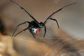 Many dogs do not require medical treatment. Black Widow Spider Bite In Horses Symptoms Causes Diagnosis Treatment Recovery Management Cost