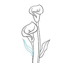 How To Draw A Calla Lily Really Easy Drawing Tutorial Lilies Drawing Flower Pattern Drawing Calla Lily
