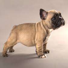 French Bulldog Puppies Fawn Zoe Fans Blog Hondjes Baby Dieren