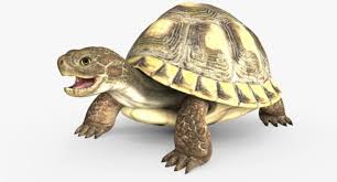 Turtle Mentos 3d Model Max C4d Obj 3ds Fbx Lwo Stl 3dexport Com By Dragonstark Turtle Reptiles And Amphibians 3d Model