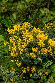 Image result for Crotalaria macrocarpa
